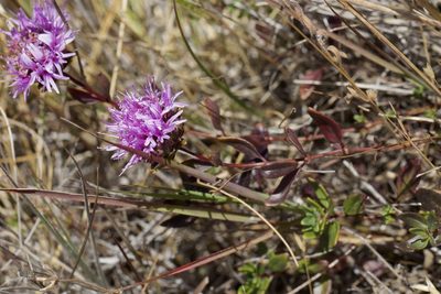Monardella purpurea, photographed by Arvel Hernandez