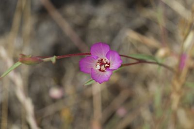 Clarkia franciscana