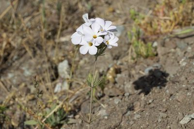Leptosiphon grandiflorus, photographed by Arvel Hernandez