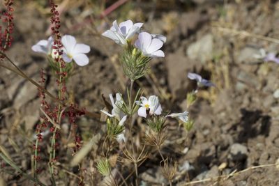 Leptosiphon grandiflorus, photographed by Arvel Hernandez
