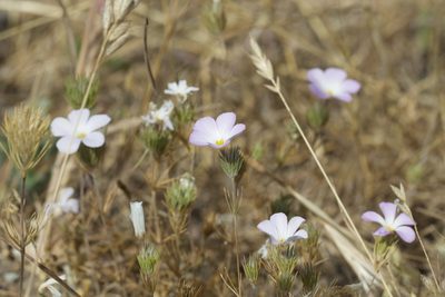 Leptosiphon grandiflorus, photographed by Arvel Hernandez