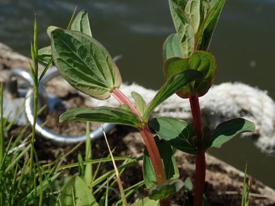 Hypericum tetrapterum, photographed by Daniel Cahen