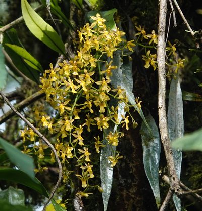 Oncidium chrysomorphum, photographed by desertnaturalist