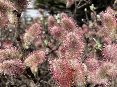 Salix barrattiana, photographed by Caleb Catto