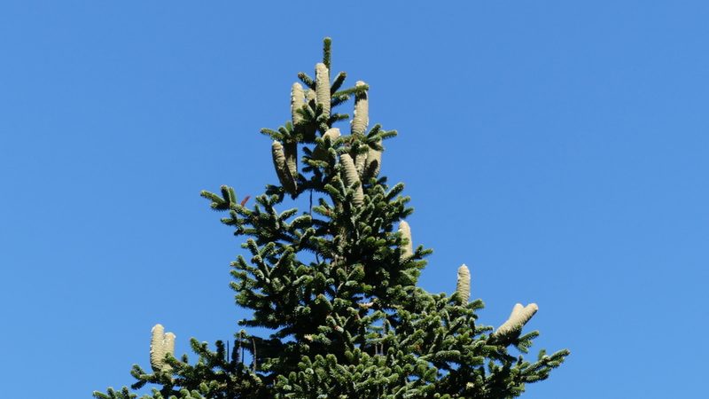 Abies numidica, photographed by Mehdi Chetibi