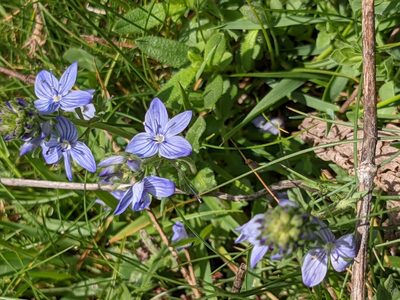 Veronica orsiniana, photographed by Pieter Huybrechts