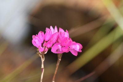Domingoa purpurea, photographed by Neptalí Ramírez Marcial