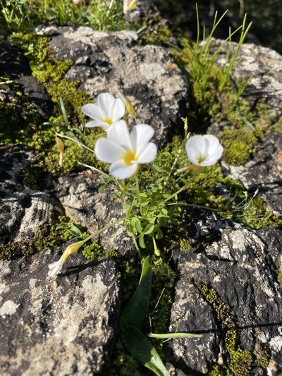 Oxalis tenella, photographed by Sean Privett