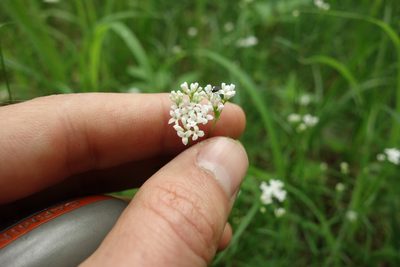 Asperula tinctoria, photographed by Aleksei Baushev