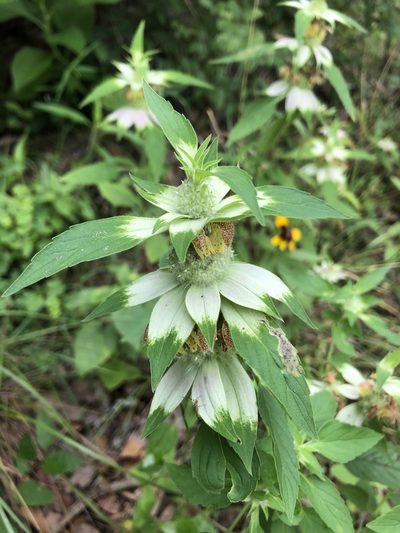 Monarda stanfieldii, photographed by Michelle Lay