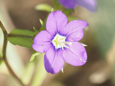 Legousia speculum-veneris, photographed by Michael Knapp