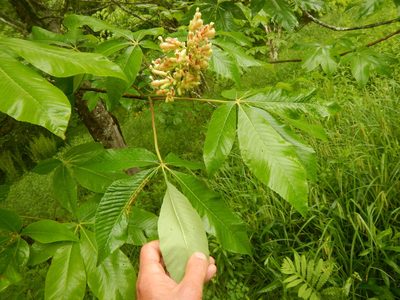 Aesculus flava, photographed by stinger