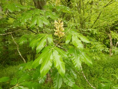 Aesculus flava, photographed by stinger