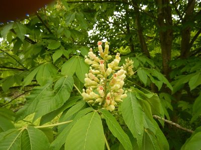 Aesculus flava, photographed by stinger