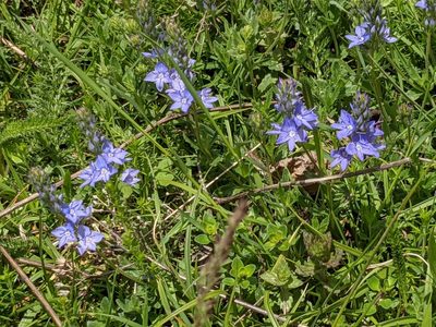Veronica orsiniana, photographed by Pieter Huybrechts