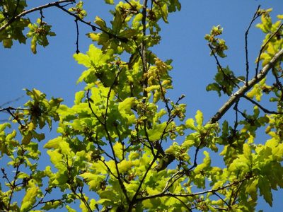 Quercus orocantabrica, photographed by Duarte Frade