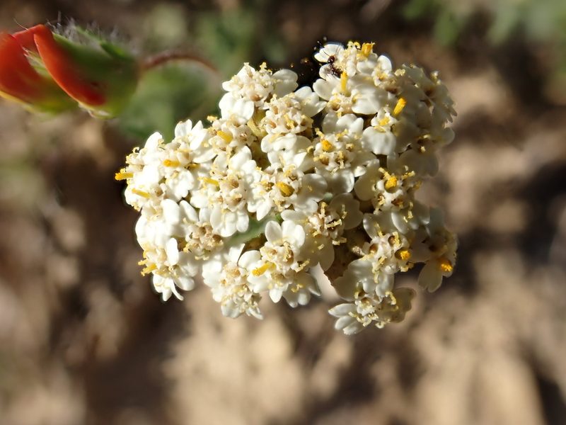 Verbesina montevidensis, photographed by David Delon