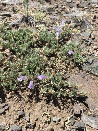 Penstemon caespitosus, photographed by Cecelia Alexander
