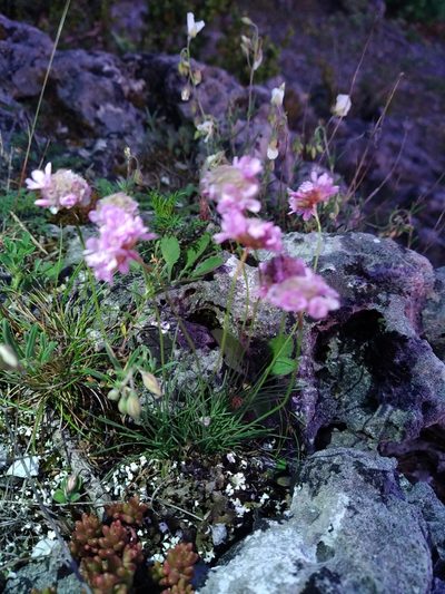 Armeria girardii, photographed by Crebassa Jason