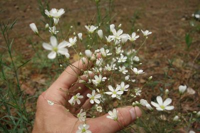 Eremogone biebersteinii, photographed by Aleksei Baushev