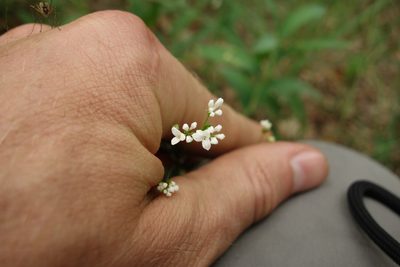 Asperula tinctoria, photographed by Aleksei Baushev