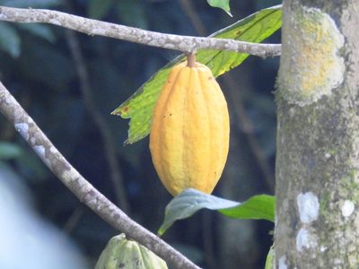 Theobroma cacao, photographed by Pedro Henrique Maloso Ramos