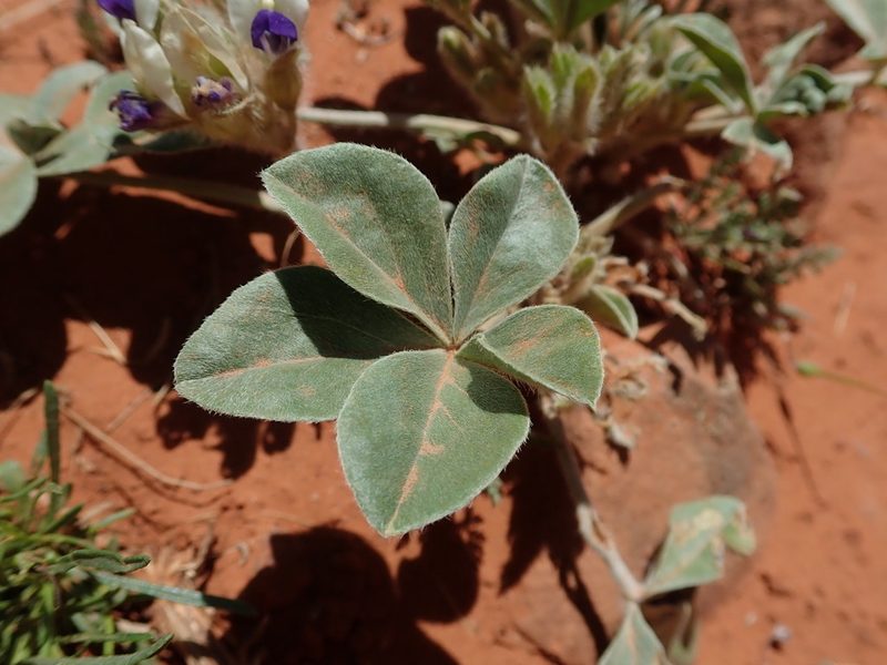 Pediomelum megalanthum, photographed by Nolan Exe