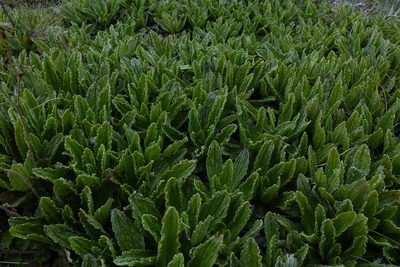 Celmisia prorepens, photographed by John Barkla