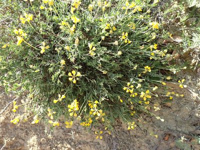 Coronilla minima, photographed by David Delon