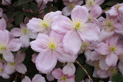 Clematis montana, photographed by Giuseppe