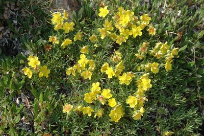 Potentilla biflora, photographed by Syd Cannings