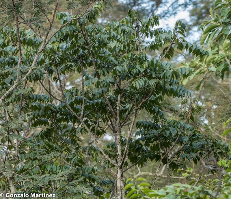 Zanthoxylum petiolare, photographed by Gonzalo Martinez