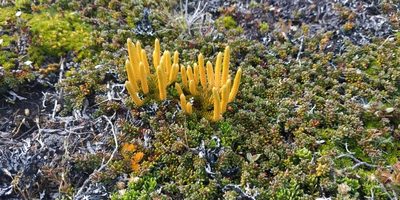 Austrolycopodium confertum, photographed by lornamolden