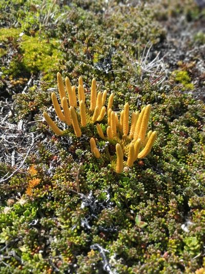 Austrolycopodium confertum, photographed by lornamolden