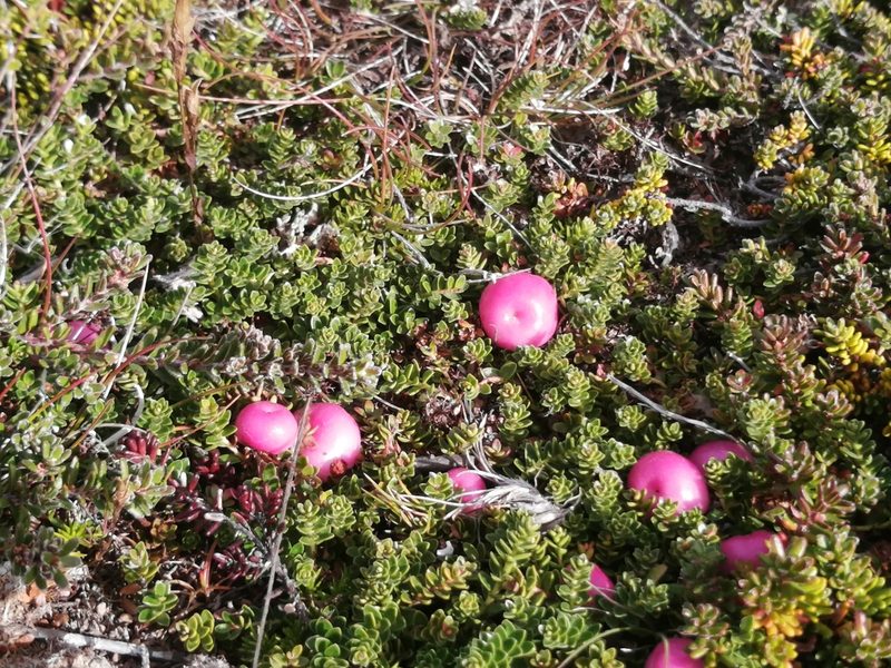 Gaultheria pumila, photographed by lornamolden