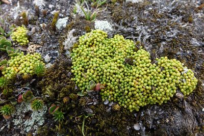 Phyllachne rubra, photographed by John Barkla