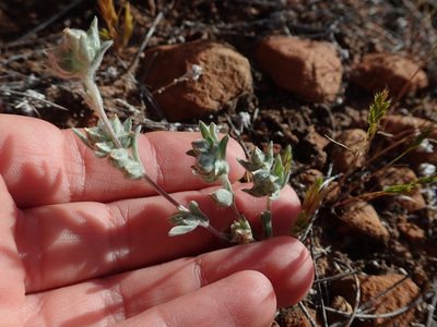 Logfia filaginoides, photographed by Nolan Exe