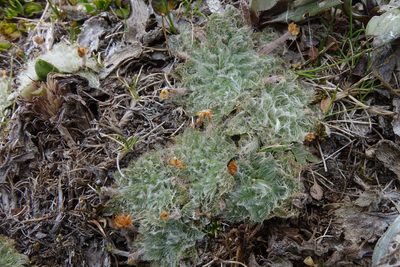 Plantago lanigera, photographed by John Barkla