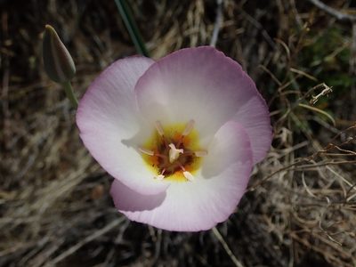 Calochortus flexuosus, photographed by Nolan Exe