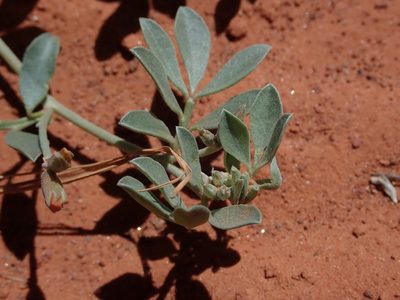 Acmispon mearnsii, photographed by Nolan Exe