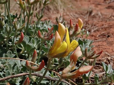Acmispon mearnsii, photographed by Nolan Exe