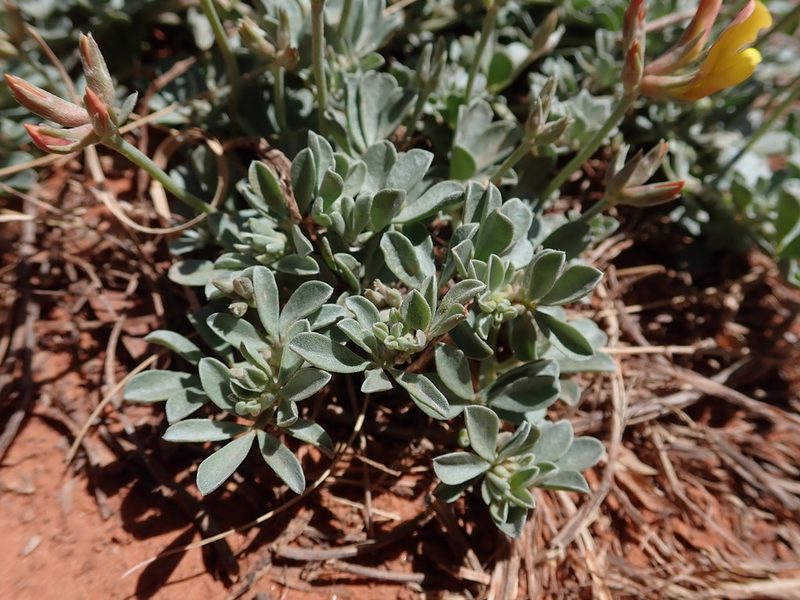 Acmispon mearnsii, photographed by Nolan Exe