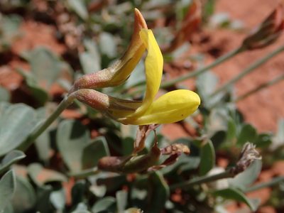 Acmispon mearnsii, photographed by Nolan Exe