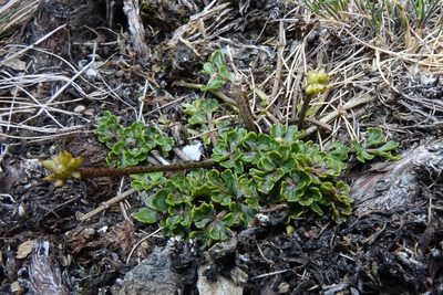 Ranunculus enysii, photographed by John Barkla