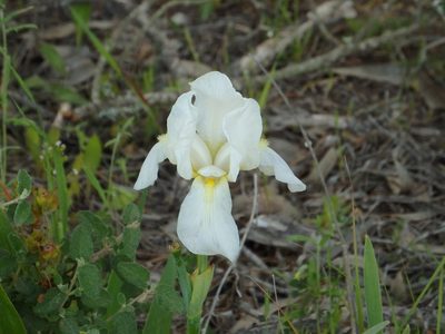 Iris × florentina, photographed by Duarte Frade
