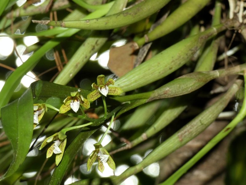 Prosthechea livida, photographed by Kai Squires