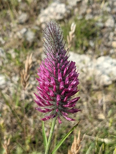 Trifolium purpureum, photographed by Denis Bastianelli