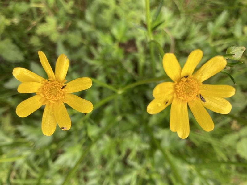 Ranunculus petiolaris, photographed by Neptalí Ramírez Marcial