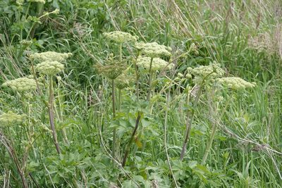Angelica lucida, photographed by ChrisMcV