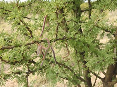 Vachellia astringens, photographed by Guillermo Debandi
